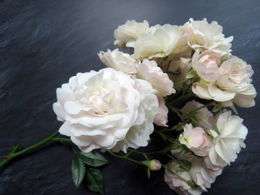 güzel koyu arka plan üzerinde beyaz gül dalı