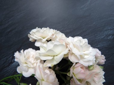 güzel koyu arka plan üzerinde beyaz gül dalı