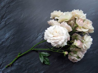 güzel koyu arka plan üzerinde beyaz gül dalı