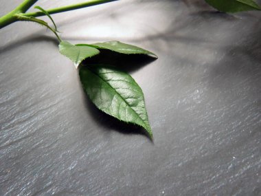 bir gül karanlık bir arka plan üzerinde üç yaprak