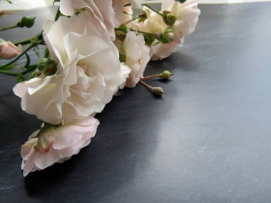 güzel koyu arka plan üzerinde beyaz gül dalı