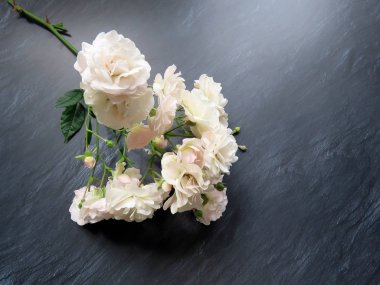 güzel koyu arka plan üzerinde beyaz gül dalı