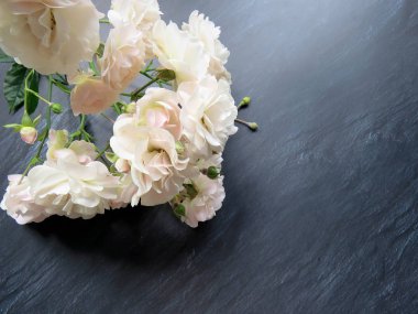 güzel koyu arka plan üzerinde beyaz gül dalı