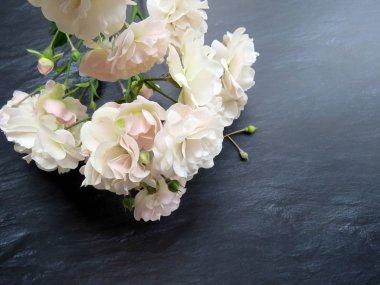 güzel koyu arka plan üzerinde beyaz gül dalı