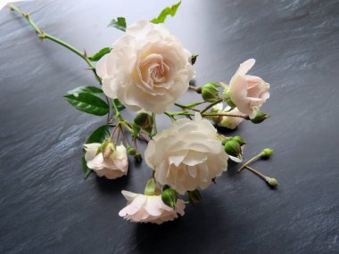 güzel koyu arka plan üzerinde beyaz gül dalı