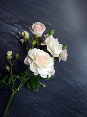 güzel koyu arka plan üzerinde beyaz gül dalı