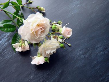 güzel koyu arka plan üzerinde beyaz gül dalı