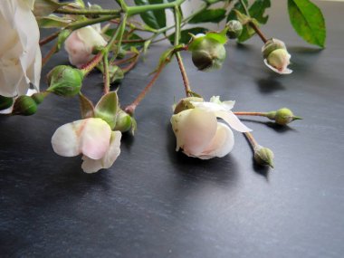 güzel koyu arka plan üzerinde beyaz gül dalı