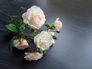 güzel koyu arka plan üzerinde beyaz gül dalı