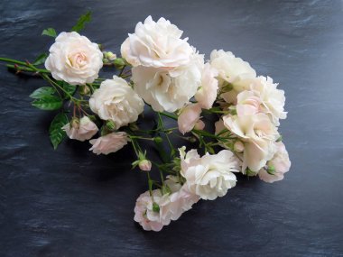 güzel koyu arka plan üzerinde beyaz gül dalı