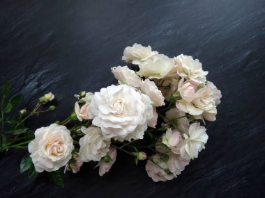 güzel koyu arka plan üzerinde beyaz gül dalı