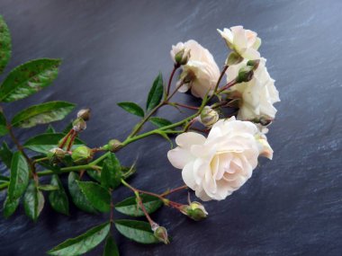 güzel koyu arka plan üzerinde beyaz gül dalı