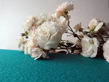 beyaz bir gül güzel yemyeşil Şubesi