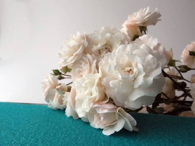 beyaz bir gül güzel yemyeşil Şubesi