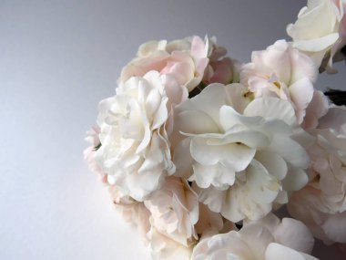 beyaz bir gül güzel yemyeşil Şubesi