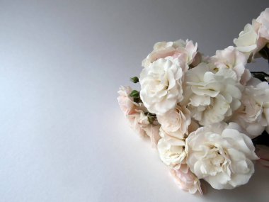 beyaz bir gül güzel yemyeşil Şubesi