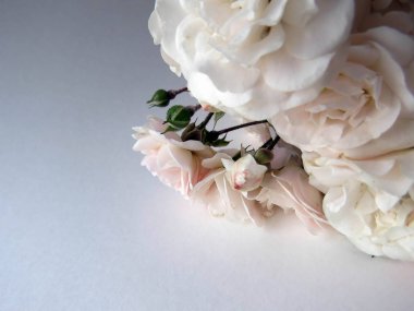 beyaz bir gül güzel yemyeşil Şubesi