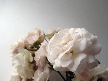 beyaz bir gül güzel yemyeşil Şubesi