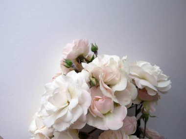 beyaz bir gül güzel yemyeşil Şubesi