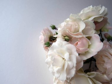 beyaz bir gül güzel yemyeşil Şubesi