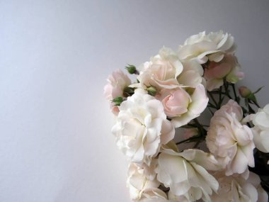 beyaz bir gül güzel yemyeşil Şubesi