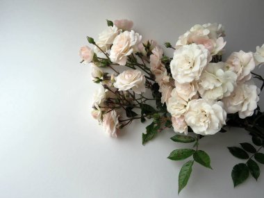 beyaz bir gül güzel yemyeşil Şubesi