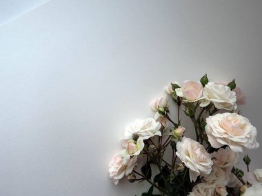 beyaz bir gül güzel yemyeşil Şubesi