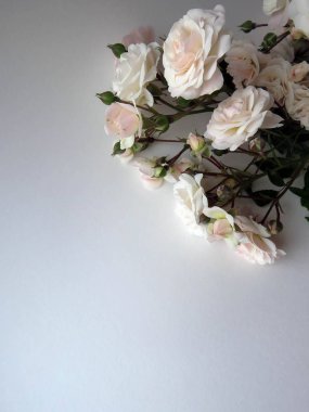 beyaz bir gül güzel yemyeşil Şubesi