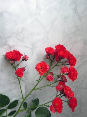 bir kırmızı gül güzel yemyeşil şube