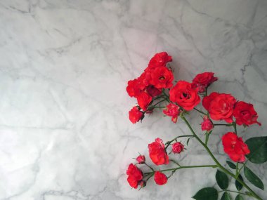 bir kırmızı gül güzel yemyeşil şube