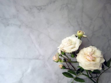 beyaz bir gül güzel yemyeşil Şubesi