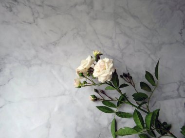 beyaz bir gül güzel yemyeşil Şubesi