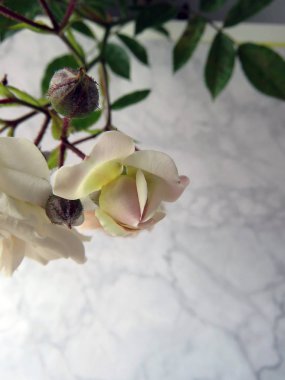 beyaz bir gül güzel yemyeşil Şubesi