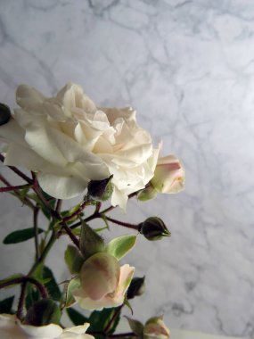 beyaz bir gül güzel yemyeşil Şubesi