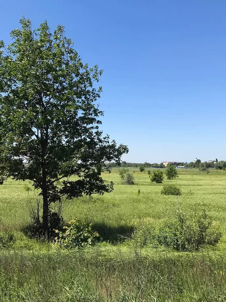 Yeşil çimenler ve ağaçlarla kaplı yaz manzarası