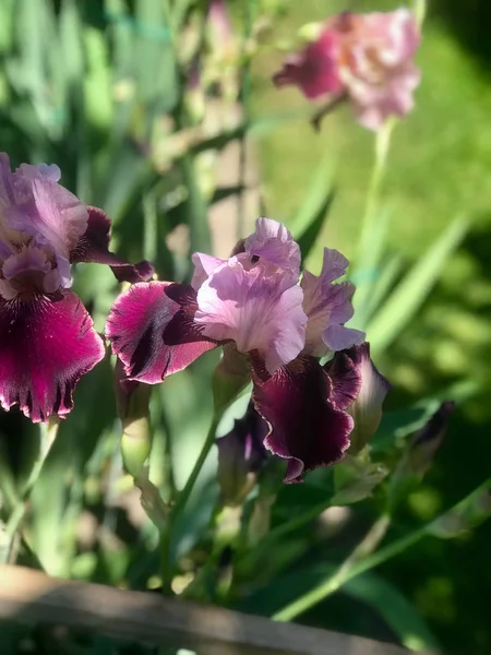 Iris Florissants Dans Jardin Été — Photo