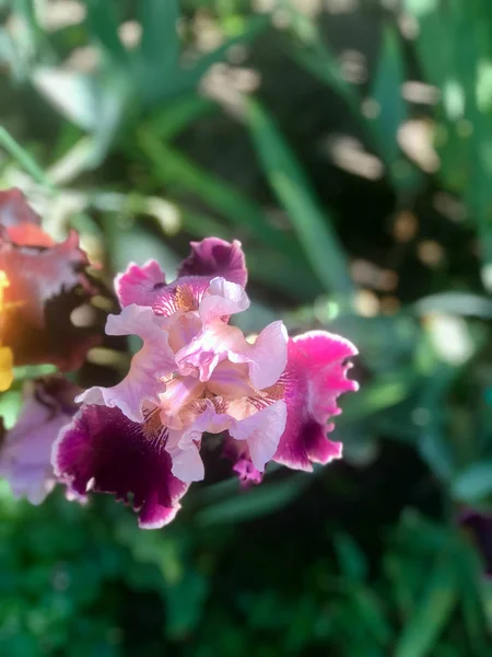 Iris Florissants Dans Jardin Été — Photo