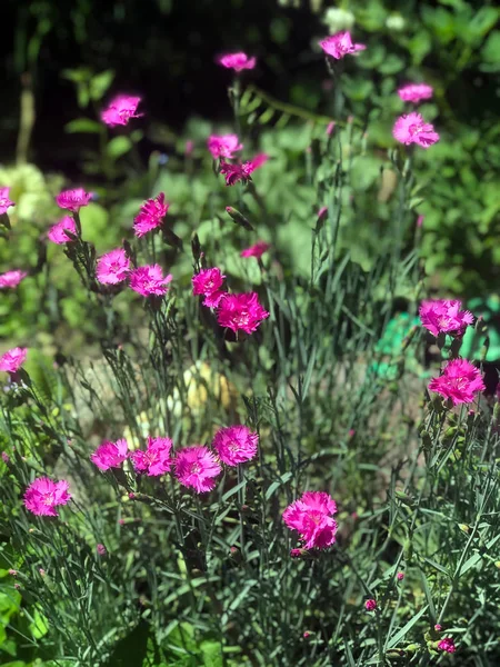 Belles Fleurs Fleuries Dans Jardin Dehors Ville — Photo