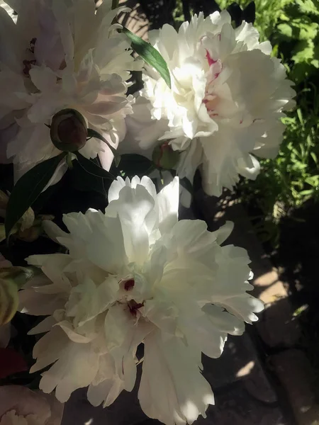 Belles Pivoines Fleurissent Dans Jardin Début Été — Photo