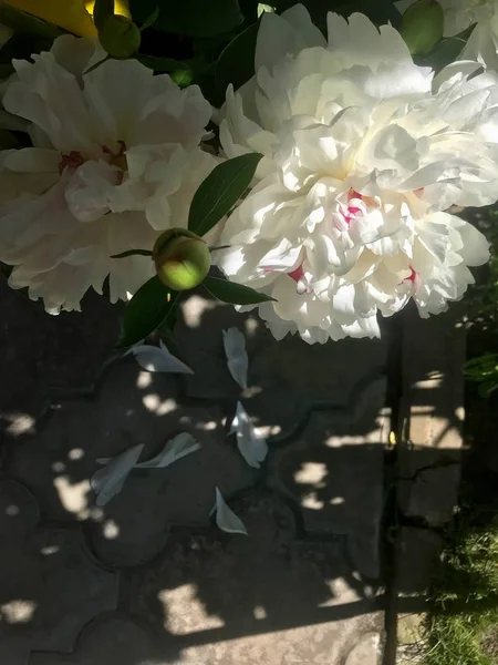 Belles Pivoines Fleurissent Dans Jardin Début Été — Photo