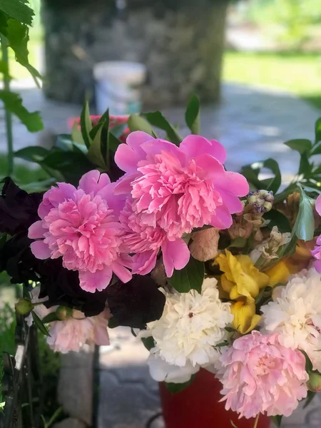 Belles Pivoines Fleurissent Dans Jardin Début Été — Photo