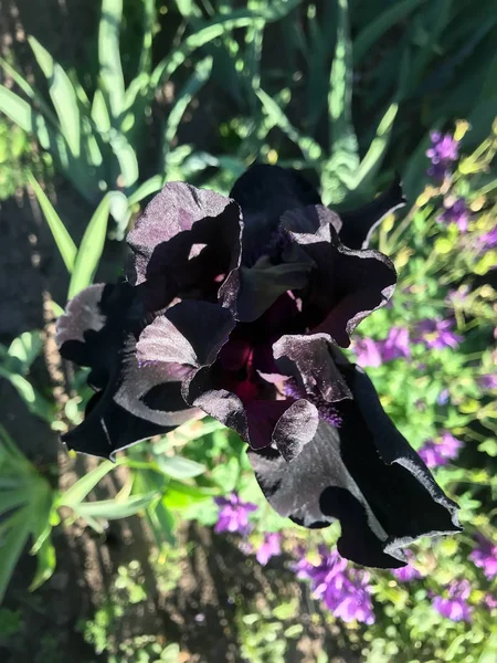 Iris Florissants Dans Jardin Été — Photo