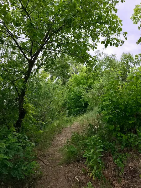 Yaz aylarında yeşil bir ormandaki bir yol