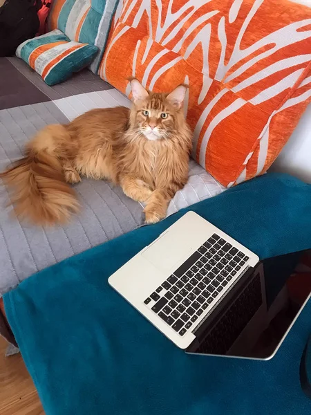Bilgisayarda Büyük Bilim Adamı Kırmızı Kedi — Stok fotoğraf