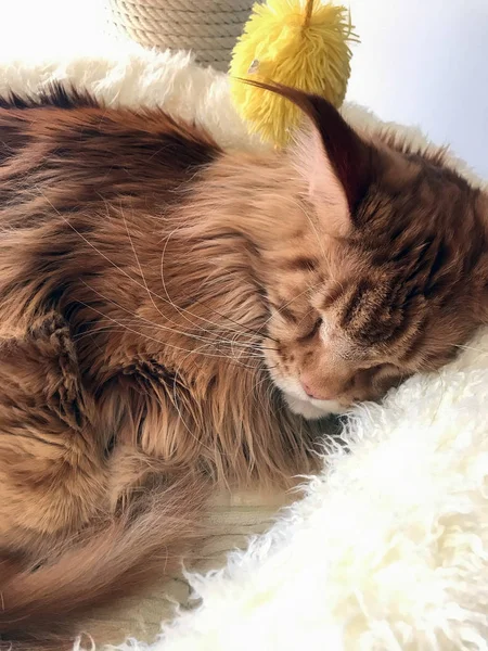 Большая Рыжая Кошка Спит Своей Кровати — стоковое фото