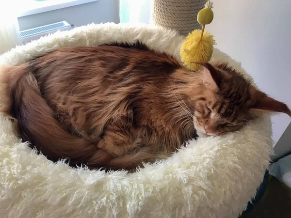 büyük kırmızı kedi yatağında uyuyor