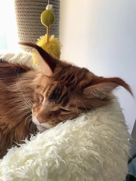 büyük kırmızı kedi yatağında uyuyor