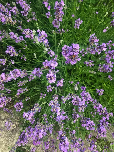 Yaz aylarında bahçe mor lavanta çiçeklenme