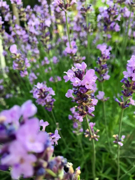 Yaz aylarında bahçe mor lavanta çiçeklenme