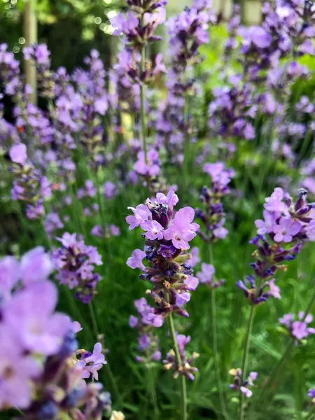 Yaz aylarında bahçe mor lavanta çiçeklenme
